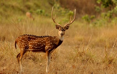 Sariska Wildlife Sanctuary