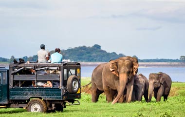Elephant Safari