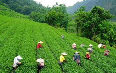 Munnar Tea Gardens