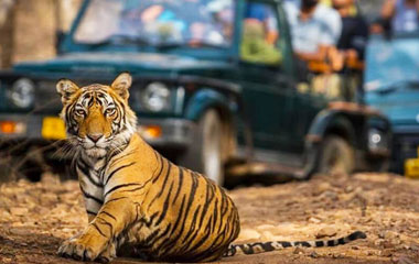 Golden Triangle Tour with Jim Corbett park