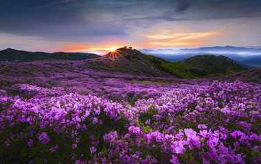Valley of Flowers & Hemkund Sahib Tour
