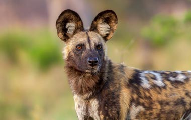 Wild Dog, Kanger Valley National park