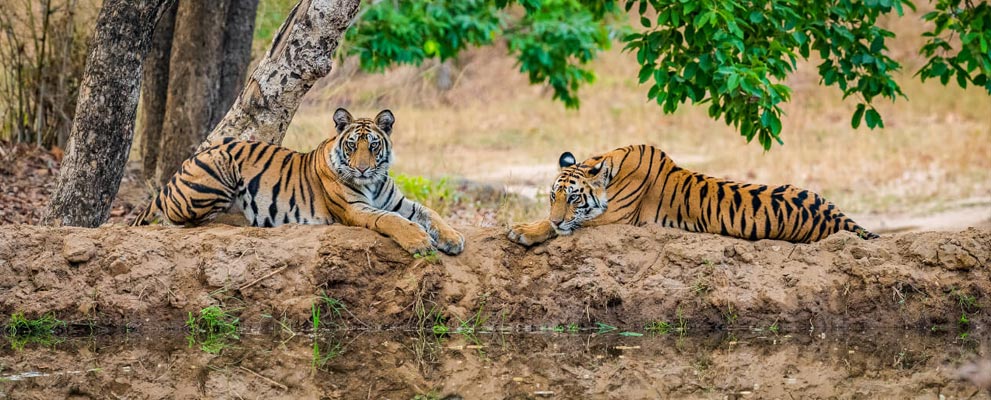 Kanha National Park