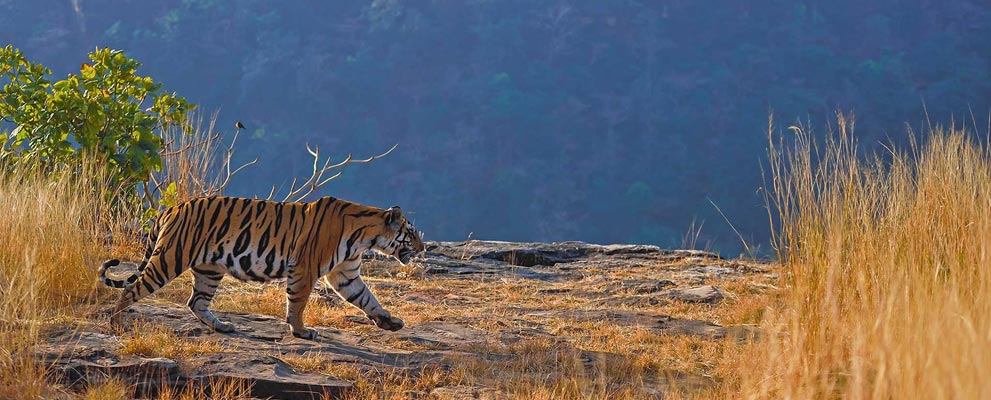 Panna National Park