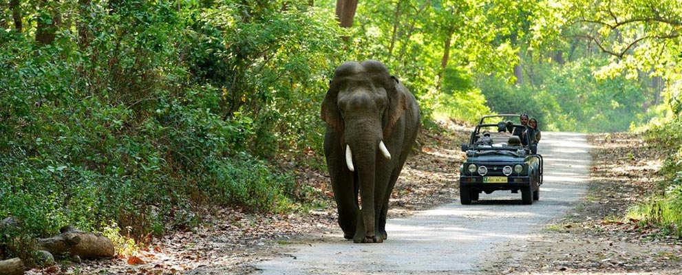 Corbett National Park