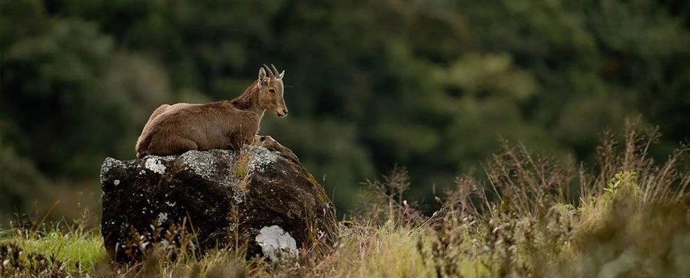 Eravikulam National Park