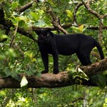 Nagarhole Wildlife Tour