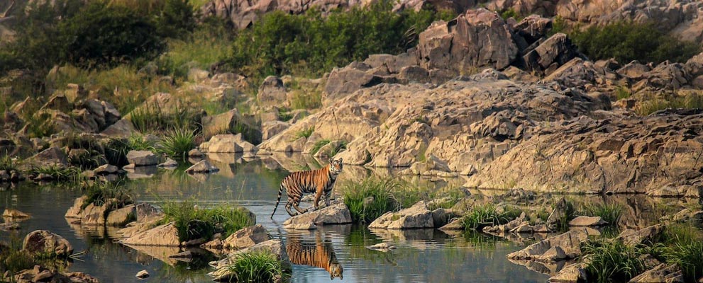 Panna National Park