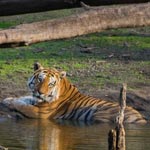 Pench National Park, Madhya Pradesh