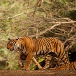 Sariska National Park, Rajasthan