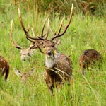 Wayanad Wildlife Tour